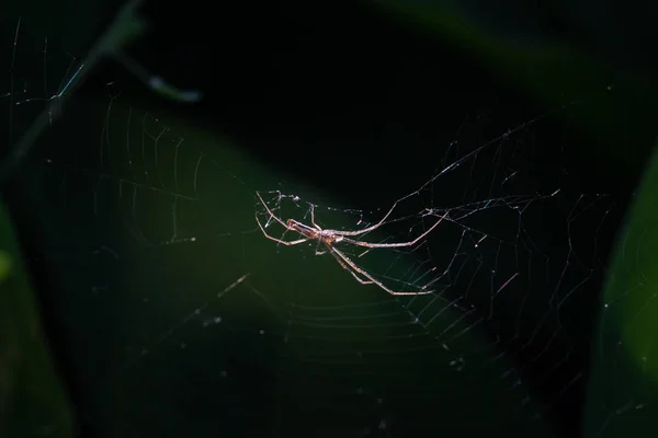 Aranhas araneomorph tipo aranha jardim-aranha da família de aranhas Orb-web senta-se na web — Fotografia de Stock