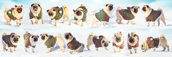 Christmas dogs wear uniform elf. Group pugs over winter background. Copy space