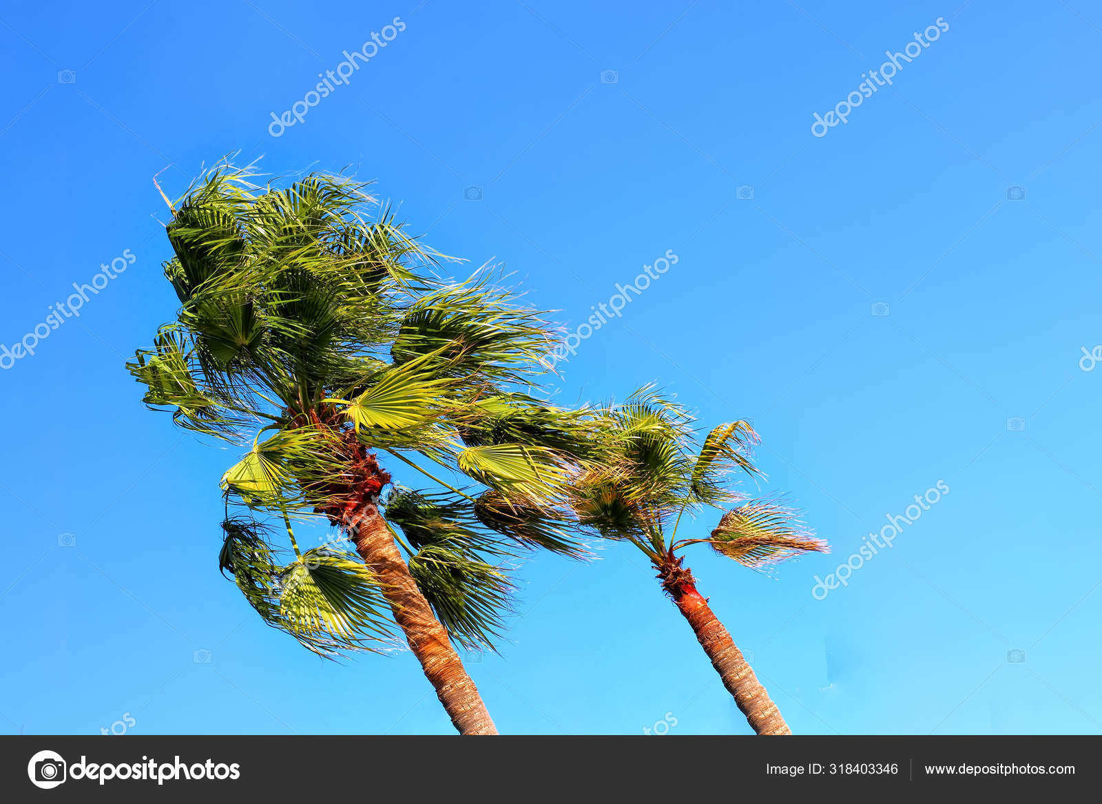 Palmeira soprando no vento Tempestade tropical Maui Havaí. Espaço de cópia  — Foto © scherbinator #318403346, image size:1600x1167