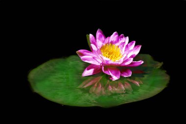 Nilüfer çiçeği ve gölde yaprak.