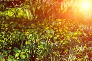 Baharda gün batımında çimenlerin içinde sarı çiçekler yakın çekim makrosu doğadaki bir çayıra odaklanır. Güzel, yumuşak, açık yeşil bir arka plan, rüya gibi, sanatsal bir görüntü. Boşluğu kopyala