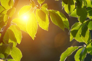 Arka planda doğal yeşil bitkiler manzarası, ekoloji, taze duvar kağıdı konsepti kullanılarak arka planda fotokopi alanı ile bahçedeki bulanık yeşillik arkaplan üzerindeki yeşil yaprağın yakın doğa görüntüsü.