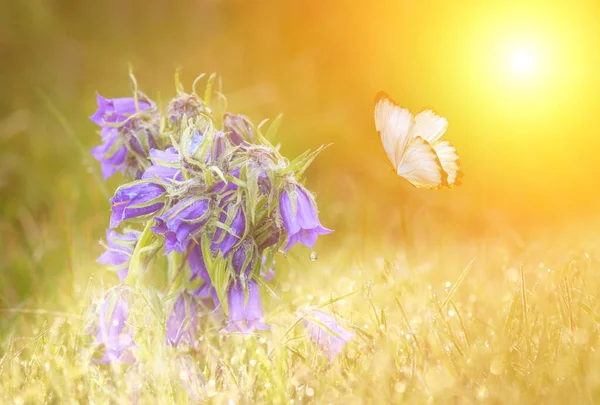 Prato selvatico fiori blu e farfalla su sfondo luce del sole del mattino. Primavera campo sfondo — Foto Stock