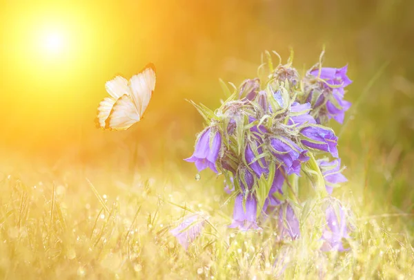 Prato selvatico fiori blu e farfalla su sfondo luce del sole del mattino. Primavera campo sfondo — Foto Stock