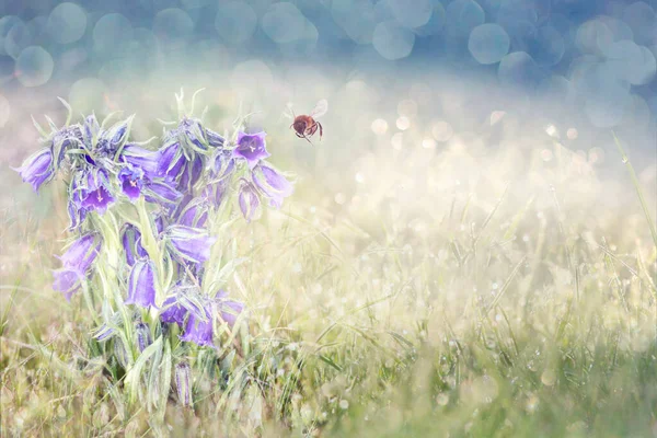 Летящая пчела к голубому цветку. Ранняя весна крупным планом цветы и рабочая пчела. Волшебное утро. Копирование пространства — стоковое фото