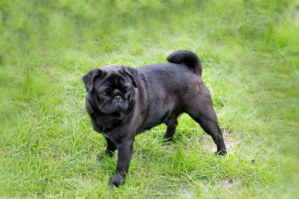 Filhote de cachorro preto andando na grama na hora de verão — Fotografia de Stock