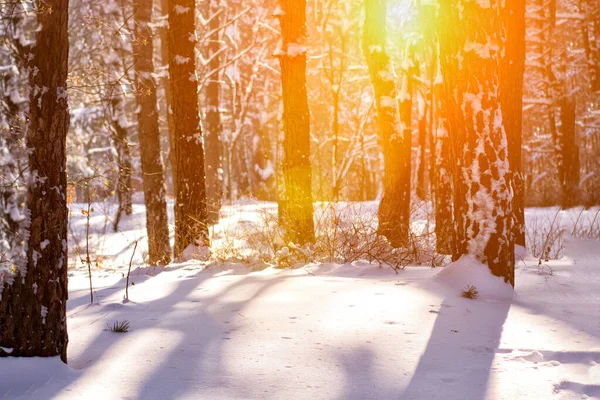 Paesaggio con foresta invernale e raggi di sole luminosi. Alba, tramonto nella fredda foresta innevata. Natura — Foto Stock