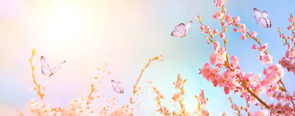 Belle fleur de cerisier sakura avec papillon au printemps sur ciel bleu ensoleillé. Vue panoramique. Espace de copie — Photo