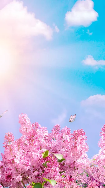 Astratto sfondo floreale di fiori viola su colori pastello con stile morbido per la primavera o l'estate. Banner sfondo con spazio di copia . — Foto Stock