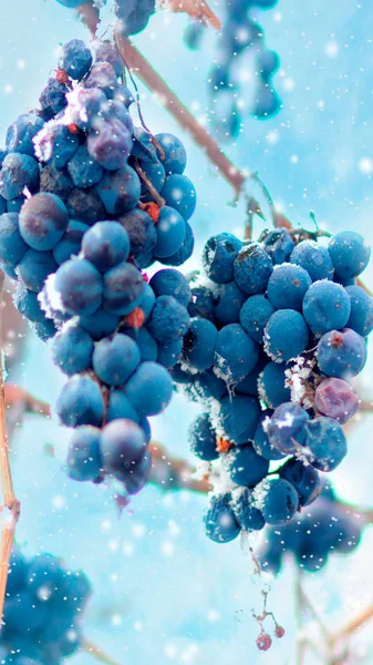 Freez cacho de uvas no inverno, vertical — Fotografia de Stock