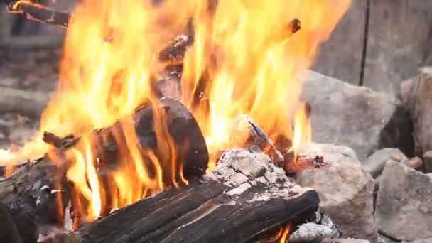 Bonfire brandende bomen 's nachts. Grote oranje vlam geïsoleerd op een zwarte achtergrond. Vuur op zwart. Helder, hitte, licht, kamperen, groot kampvuur — Stockvideo