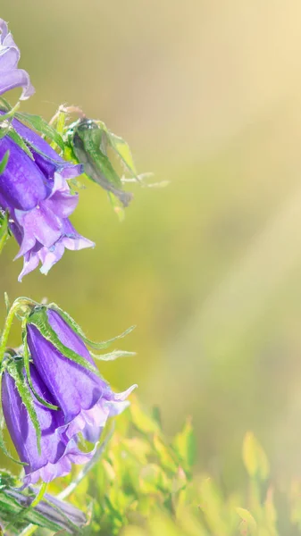 Вертикальный фон весенних цветов. Голубой звонок — стоковое фото
