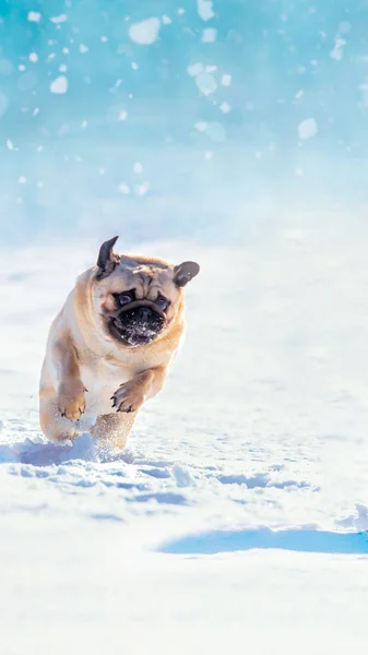 Dog pug running through heavy snow — Stockfoto