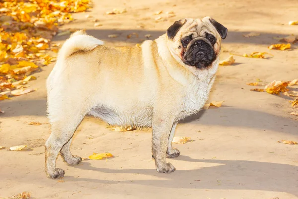 Pug stands in autumn foliage, in the park autumn — Stock Photo, Image