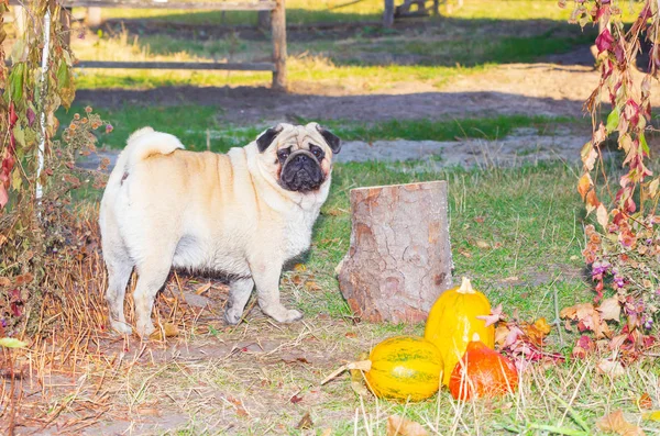 Pug stands in autumn foliage, in the park autumn — Stock Photo, Image