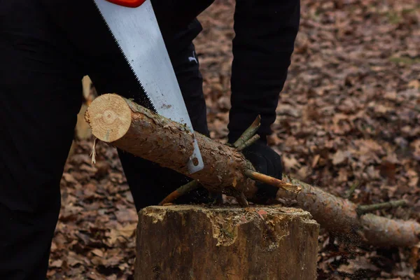 Man sawing wood for campfire in the forest. Close-up saw and lumberjack hand cutting trees outdoors. — 图库照片