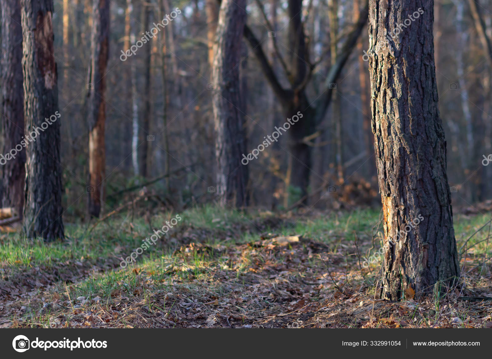 Dark Scary Forest Path Fantasy Landscape Stock Photo Image By C Scherbinator