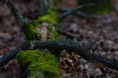 sapling moss plant tree in autumn