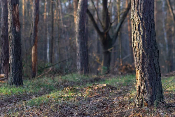 Темный страшный лесной путь, фантастический пейзаж — стоковое фото
