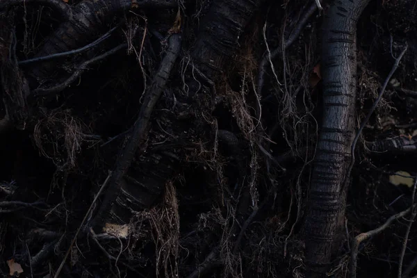 Крупним планом коріння з родючим фоном грунту. Темні абстрактні хибні казкові фони — стокове фото