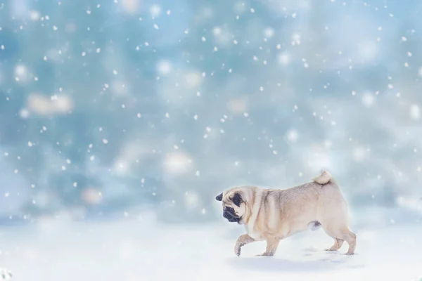 Cão pugon natureza no inverno — Fotografia de Stock