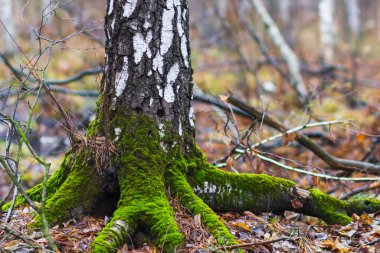 Ormanda yosunlu huş ağacı. Kök