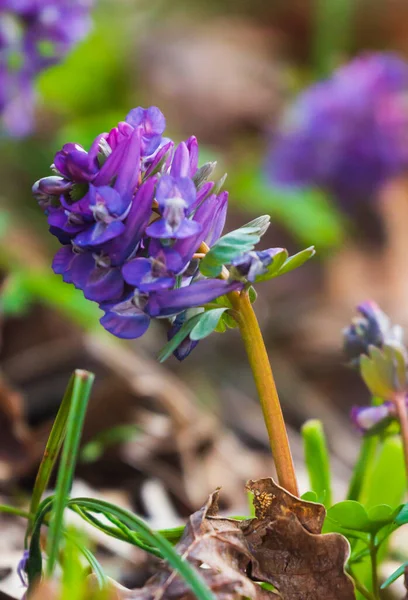 Kwiatowe Tło Pierwszych Niebieskich Wiosennych Kwiatów Zbliżenie — Zdjęcie stockowe