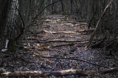 Tropikal yağmur ormanlarında bilinmeyen bir yere çıkan eski merdivenler. Toprak ve yaprak döküntüleri yolu kapatıyor. Mistik