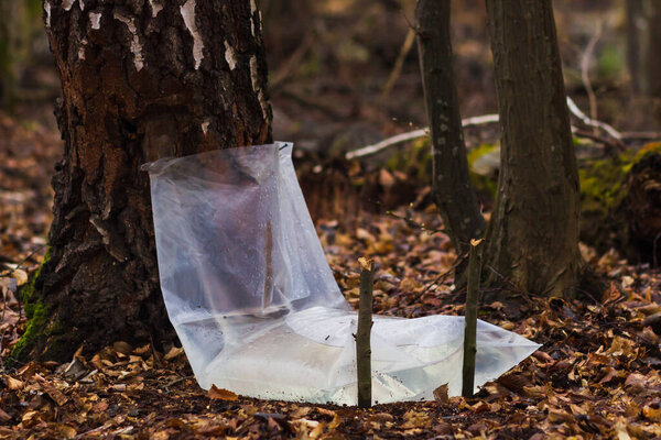 Farm for produced from birch in the forest. Collecting Birch juice symbolizes the end of winter dormancy and the beginning of spring. Natural organic water with vitamins for healthy.