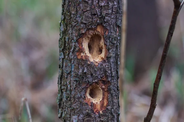 Specht Machte Löcher Den Baum Ein Specht Bohrt Sich Auf — Stockfoto