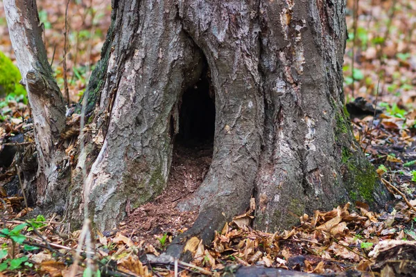 Baum Mit Eingegrabener Höhle Wolkenbruch — Stockfoto