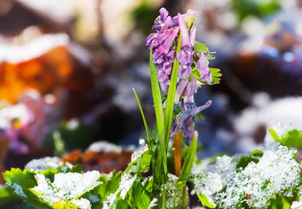 Крупный План Одного Зимнего Цветка Аконита Заглядывающего Снег Первые Весенние — стоковое фото