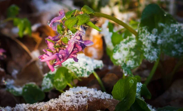Closeup Single Winter Aconite Flower Peeping Snow First Spring Flowers — Stock Photo, Image