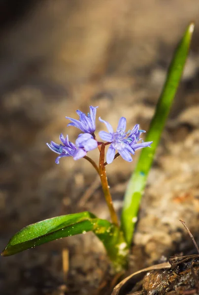 Piękne Niebieskie Kwiaty Wiosny Bliska Krople Śniegu Lesie — Zdjęcie stockowe