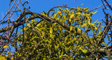 Yeşil ökseotu yaklaş. Doğa arkaplanı.