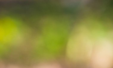 Yeşil yapraklar koyu bokeh arkaplan