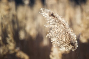 Gün batımında kuru baston. Metin için boşluk