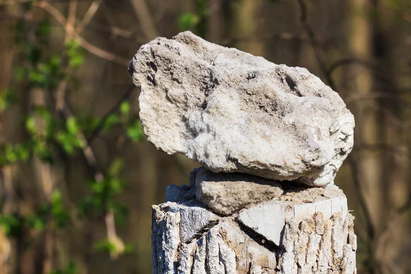 Ein Salzwürfel Zubereitet Für Waldtiere Lecken Wald Der Nähe Der — Stockfoto