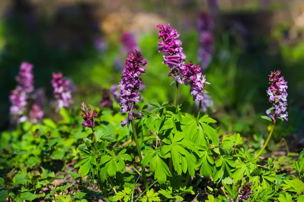 Природный Источник Плавает Фоне Леса Фиолетовые Цветы — стоковое фото