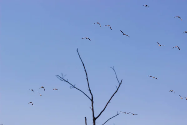 Grupo Patos Voar Yhe Sky Wildlife — Fotografia de Stock
