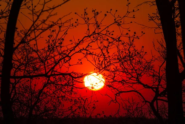 Oranje Gloed Zonsondergang Met Silhouet Boomtakken Ochtendachtergrond — Stockfoto