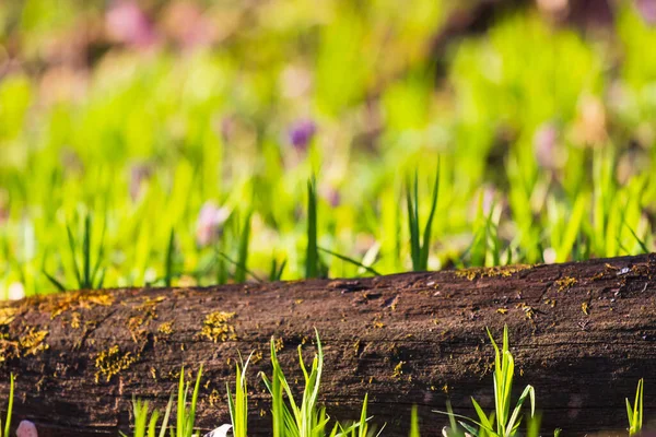Пустой Ствол Дерева Отображения Montags Зеленый Фон Весны — стоковое фото