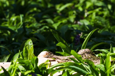 Ağaç gövdesi ahşap arka planda yeşil alan arka planında