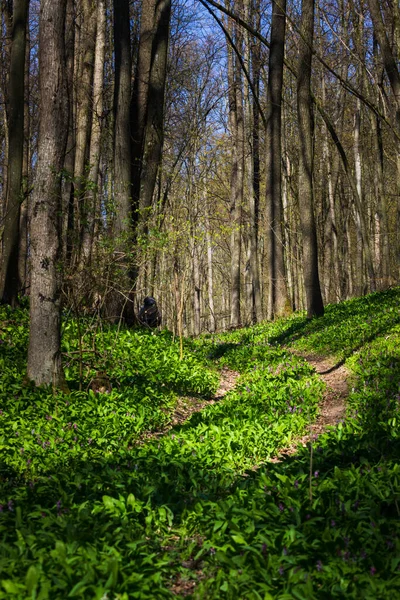 Bosque Árboles Viejos Planta Verde Primavera Contexto — Foto de Stock