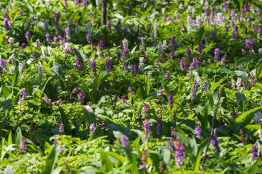 Parlak renkli çiçeklerin ormanı