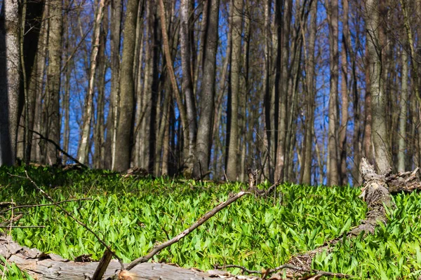 Цветущие Анемоны Лесу Ранней Весной Зеленый Ковер — стоковое фото