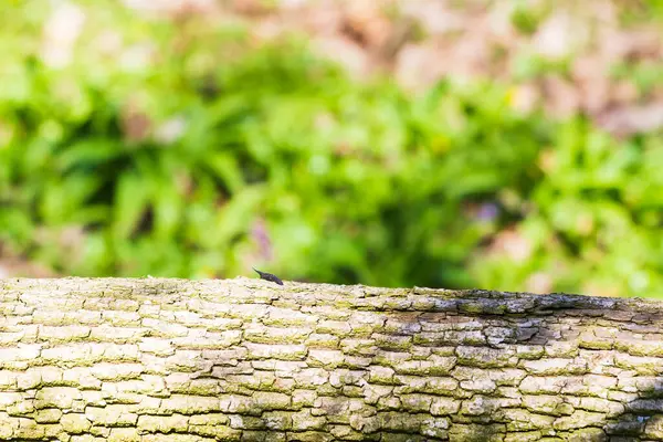 Шаблон Древесного Ствола Поверхности Природного Размытого Зеленого Фона Размещения Вашего — стоковое фото