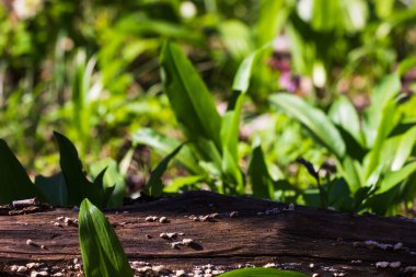 Ürün görüntüleme montajı için bulanık yeşil yapraklı boş ahşap gövde. Orman