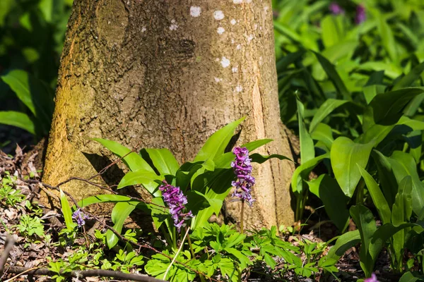 Пурпурные Цветы Лесу Весна Лесу — стоковое фото