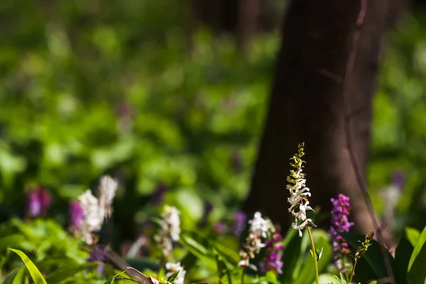 Lila Virágok Erdőben Tavaszi Erdő — Stock Fotó
